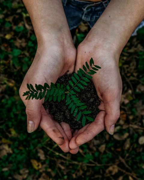 green plant