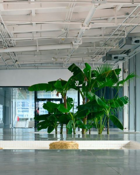 a large plant in a large room with lots of windows